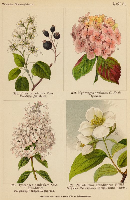 Pirus Canadensis, Hydrangea Opulodes, Hydrangea Paniculata, Philadelphus Grandiflorus (litografia a colori) da (after) German School