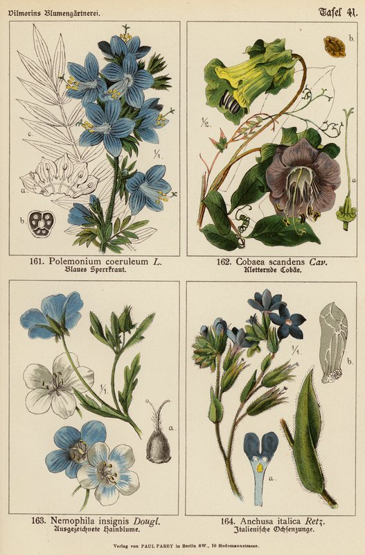 Polemonium Coeruleum, Cobaea Scandens, Nemophila Insignis, Anchusa Italica da (after) German School