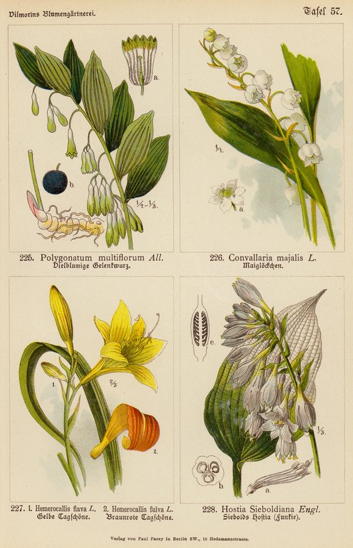 Polygonatum Multiflorum, Convallaria Majalis, Hemerocallis Flava, Hemerocallis Fulva, Hostia Sieboldiana da (after) German School
