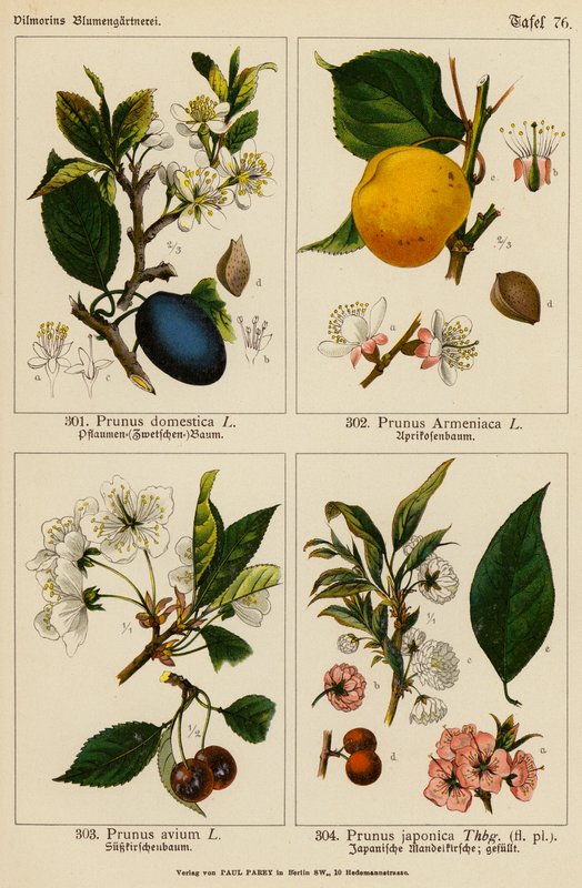 Prunus Domestica, Prunus Armeniaca, Prunus Avium, Prunus Japonica da (after) German School