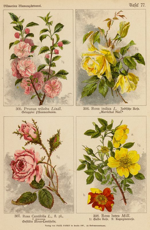 Prunus Triloba, Rosa Indica, Rosa Centifolia, Rosa Lutea da (after) German School