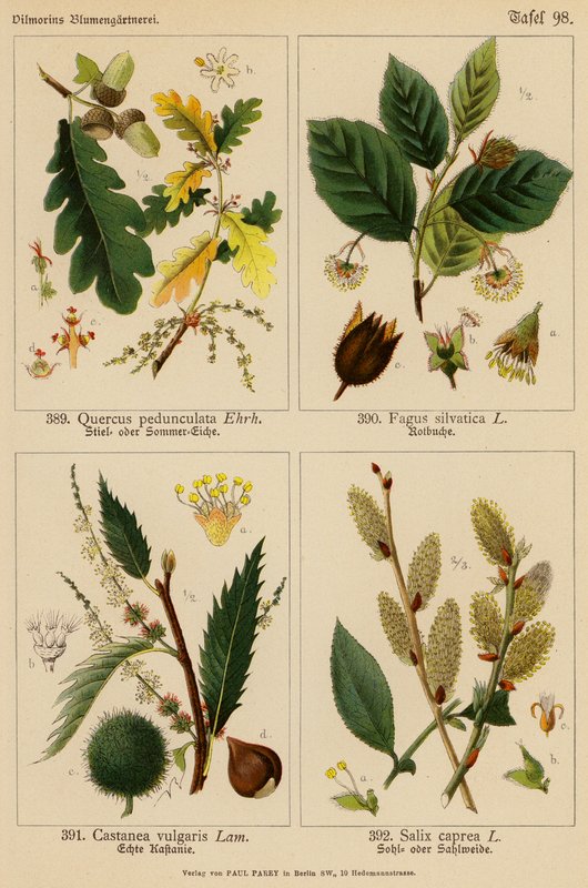 Quercus Pedunculata, Fagus Silvatica, Castanea Vulgaris, Salix Caprea da (after) German School