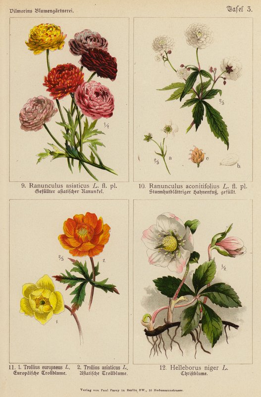 Ranunculus Asiaticus, Ranunculus Aconitifolius, Trollius Europeaeus, Trollius Asiaticus, Helleborus Niger da (after) German School