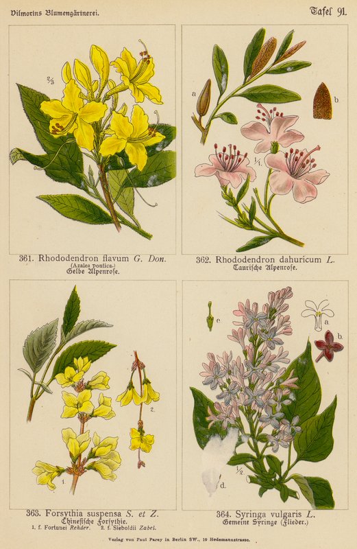 Rhododendron Flavum, Rhododendron Dahuricum, Forsythia Suspensa, Syringa Vulgaris da (after) German School