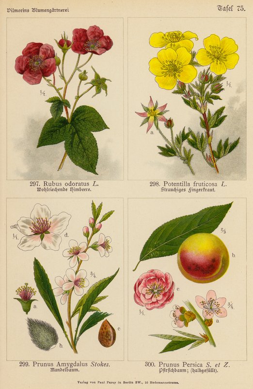 Rubus Odoratus, Potentilla Fruticosa, Prunus Amygdalus, Prunus Persica da (after) German School