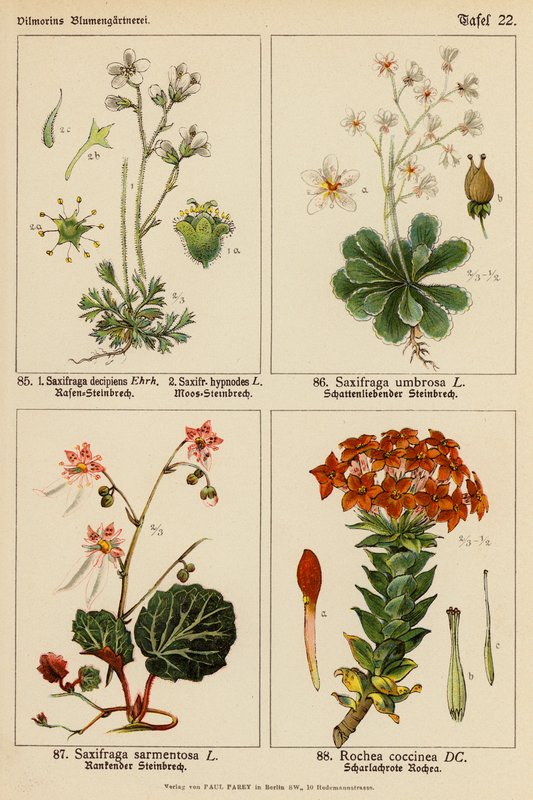 Saxifraga Decipiens, Saxifraga Hypnodes, Saxifraga Umbrosa, Saxifraga Sarmentosa, Rochea Coccinea da (after) German School