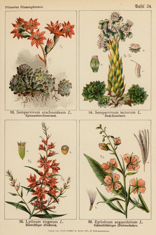 Sempervivum Arachnoideum, Sempervivum Tectorum, Lythrum Virgatum, Epilobium Angustifolium da (after) German School