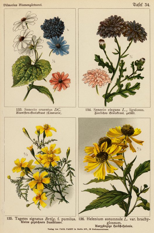 Senecio Cruentus, Senecio Elegans, Tagetes Signatus, Helenium Autumnale da (after) German School
