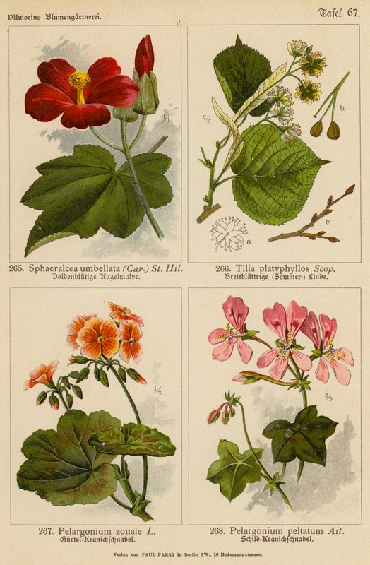 Sphaeralcea Umbellata, Tilia Platyphyllos, Pelargonium Zonale, Pelargonium Peltatum da (after) German School