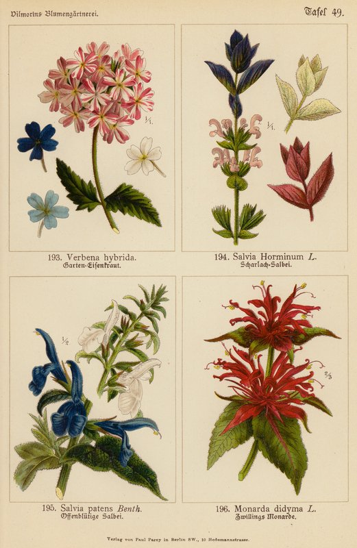Verbena Hybrida, Salvia Horminum, Salvia Patens, Monarda Didyma da (after) German School