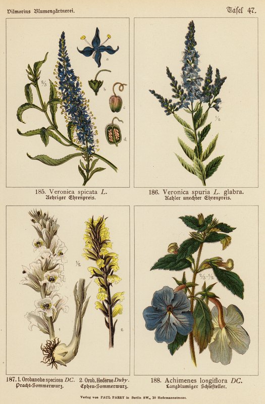 Veronica Spicata, Veronica Spuria, Orobanche Speciosa, Orobanche Hederae, Achimenes Longiflora (litografia a colori) da (after) German School