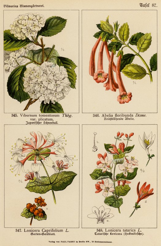 Viburnum Tomentosum, Abelia Floribunda, Lonicera Caprifolium, Lonicera Tatarica da (after) German School