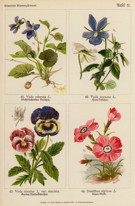 Viola Odorata, Viola Cornuta, Viola Tricolor, Dianthus Alpinus da (after) German School