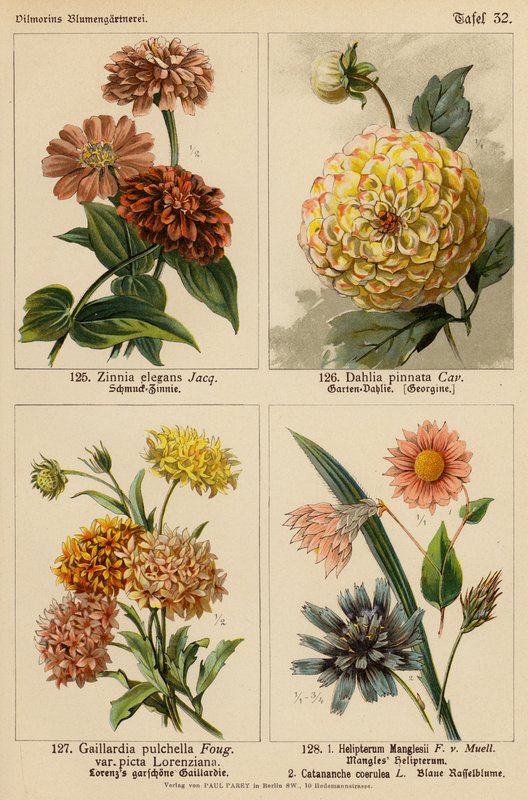 Zinnia Elegans, Dahlia Pinnata, Gaillardia Pulchella, Helipterum Manglesii, Catananche Coerulea da (after) German School
