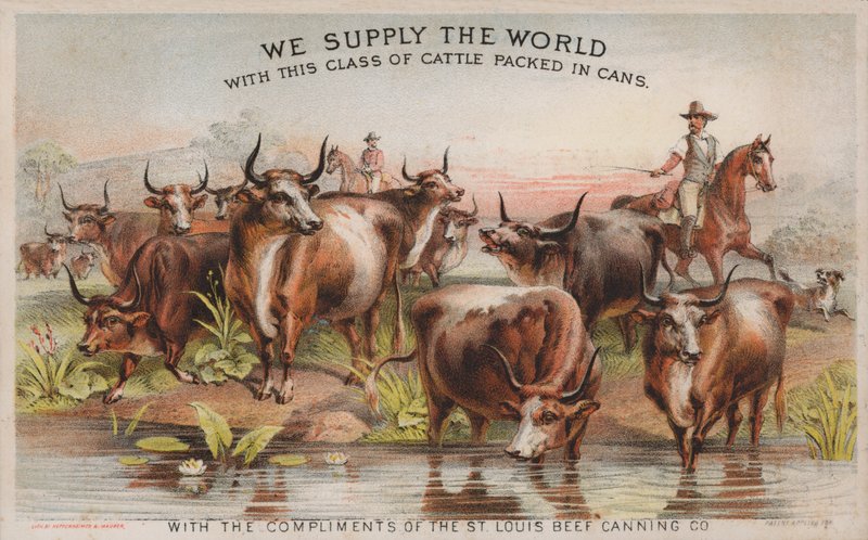 Cowboy in una mandria, pubblicità per la St Louis Beef Canning Company da American School