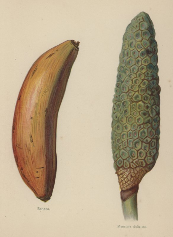 Banana, Monstera deliciosa da English School
