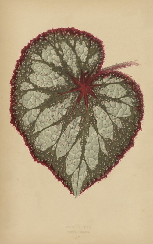 Begonia Rex, Varietà Nebulosa da English School