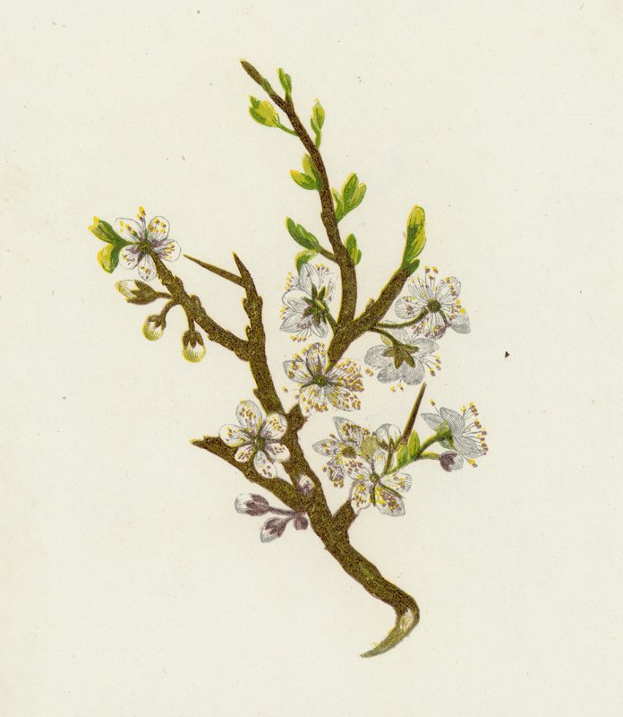 Prugnolo, o Sloe, Prunus Spinosa da English School