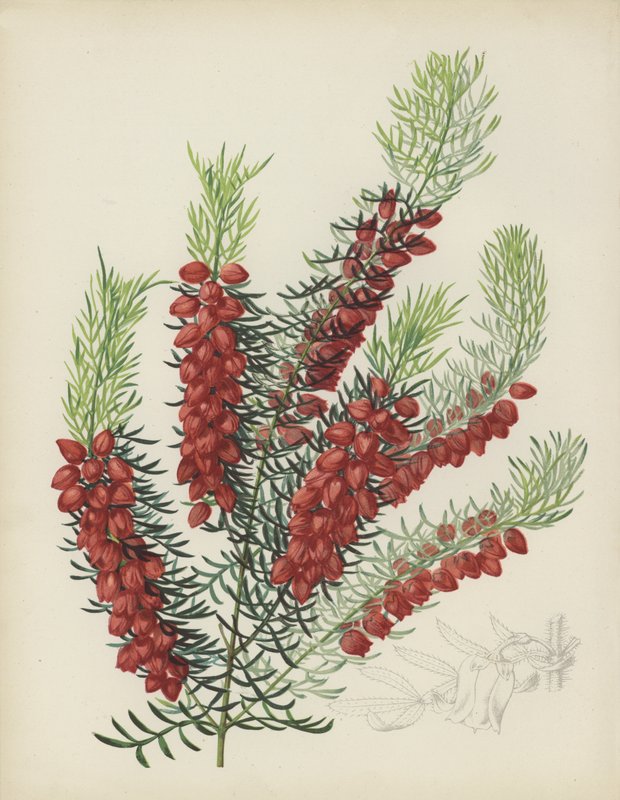 Boronia Elatior da English School