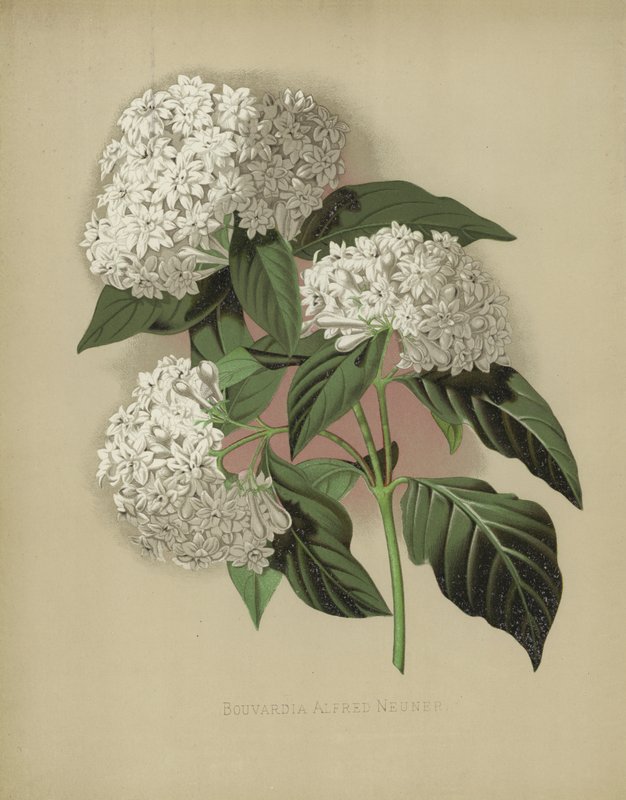 Bouvardia Alfred Neuner da English School