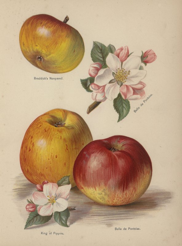 Braddicks Nonpareil, Belle de Pontoise, King of Pippins da English School