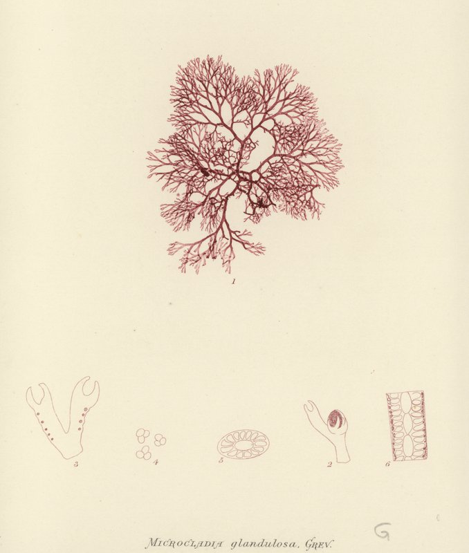 Alghe Marine Britanniche (stampa naturale) da English School
