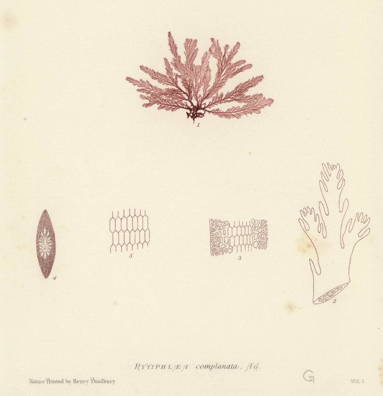 Alghe Marine Britanniche (stampa naturale) da English School