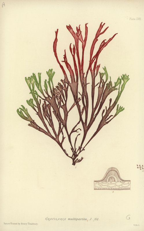 Alghe Marine Britanniche (stampa naturale) da English School