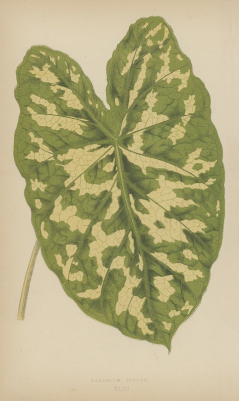 Caladium Pictum da English School