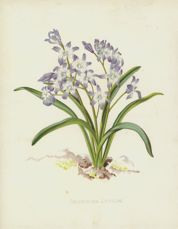 Chionodoxa Luciliae da English School