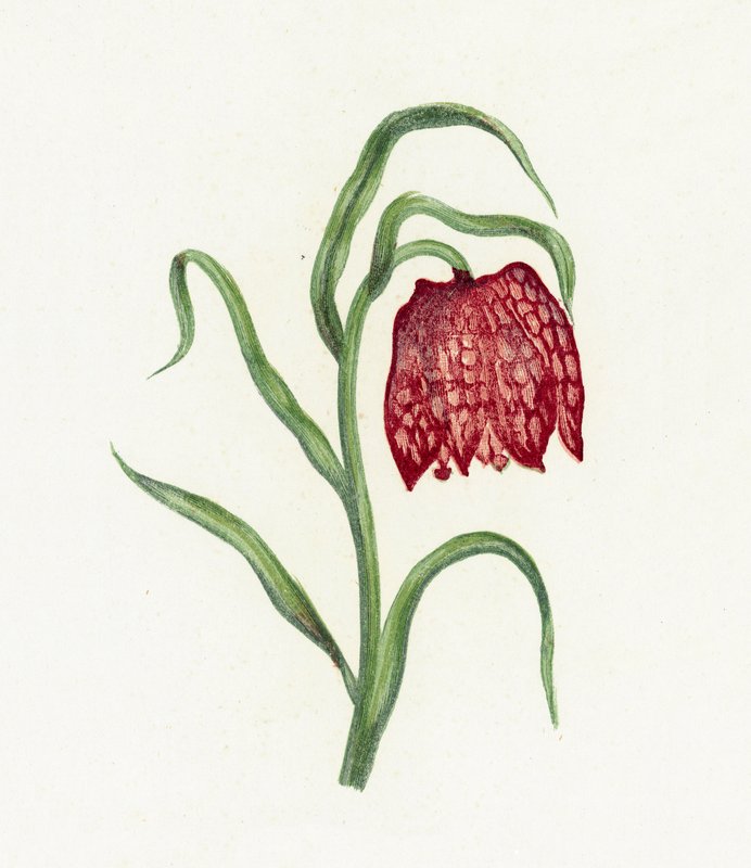 Fritillaria comune da English School
