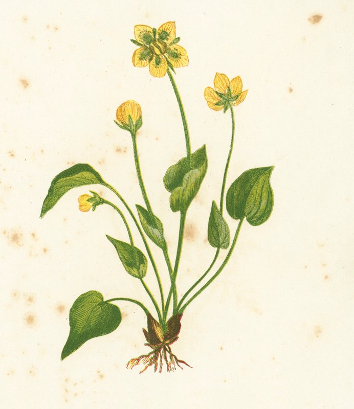Parnassia Palustris da English School
