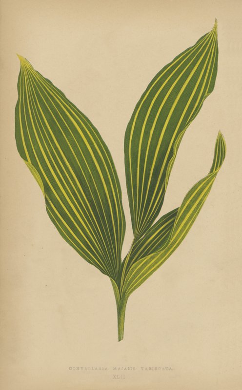 Convallaria Majalis Variegata da English School