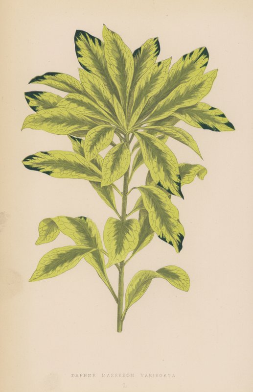 Daphne Mazereon Variegata da English School