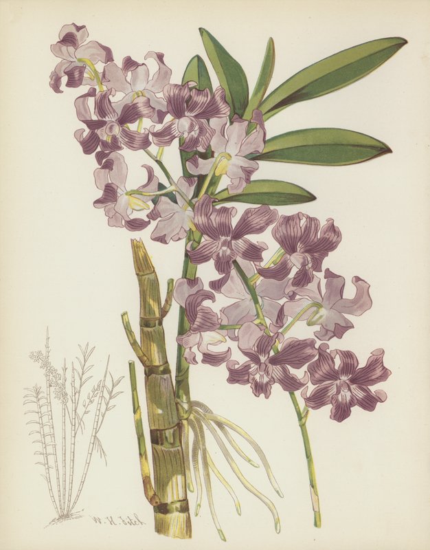 Dendrobium Superbiens da English School