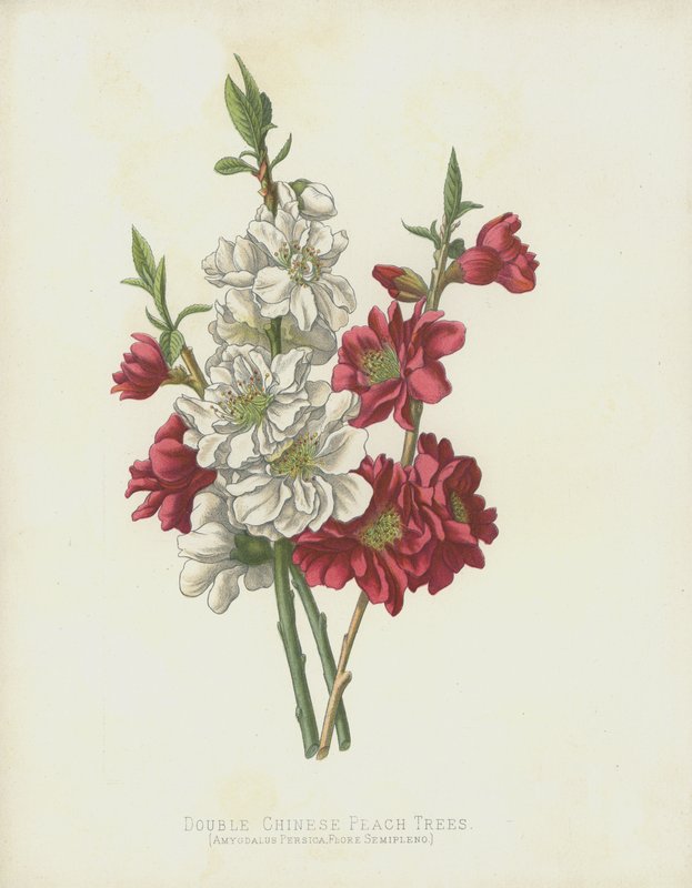 Alberi di pesco cinese doppio, Amygdalus Persica; Flore Semipleno da English School