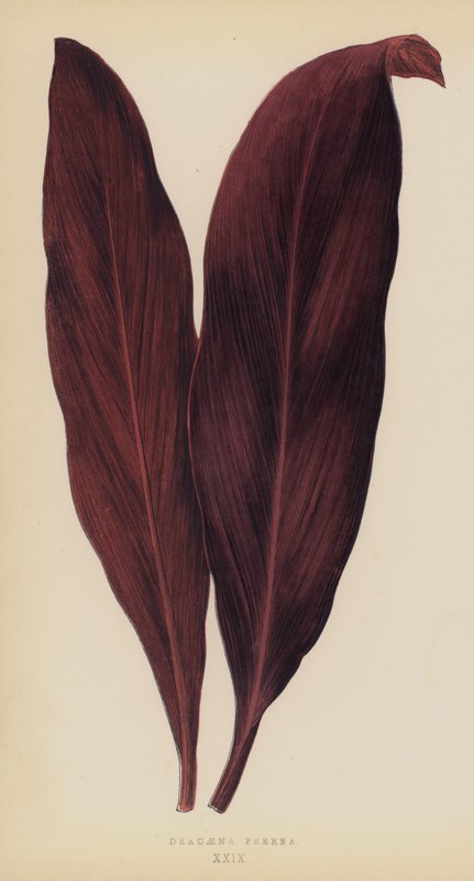 Dracaena Ferrea da English School