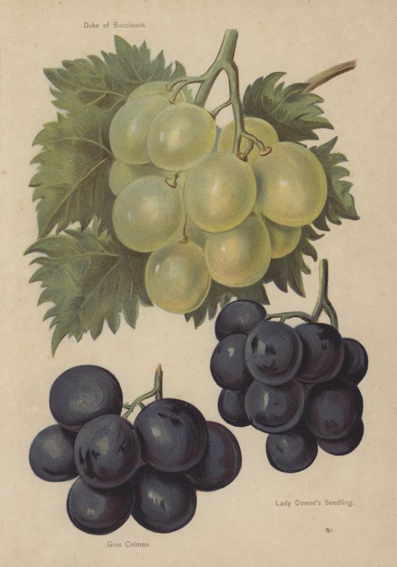 Duke of Buccleuch, Gros Colman, Lady Downes Seedling da English School