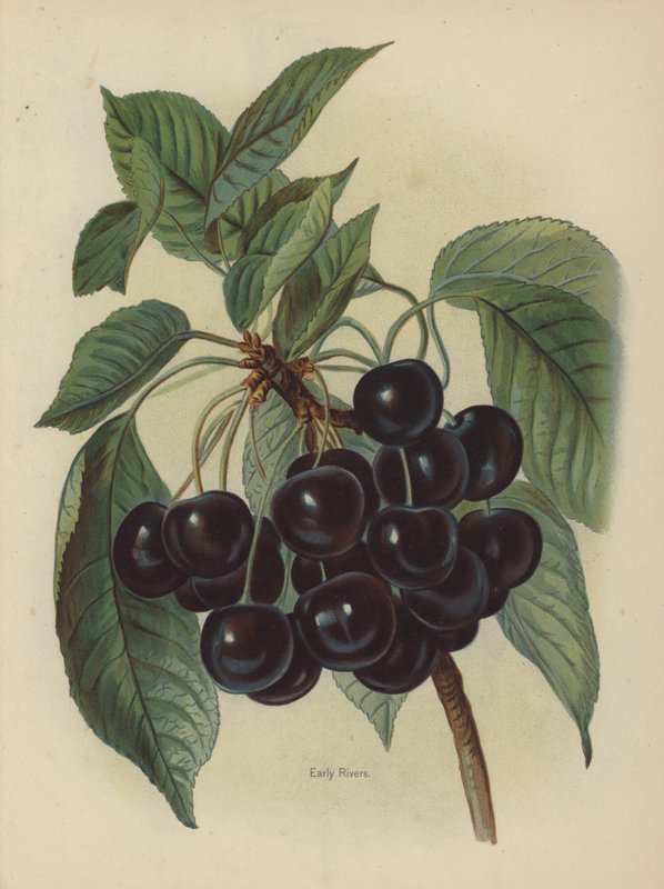 Early Rivers da English School