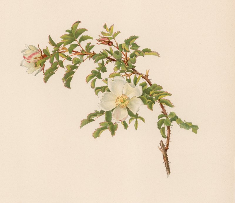 Rosa inglese da English School