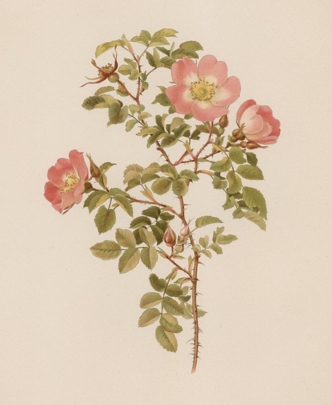 Rosa inglese da English School