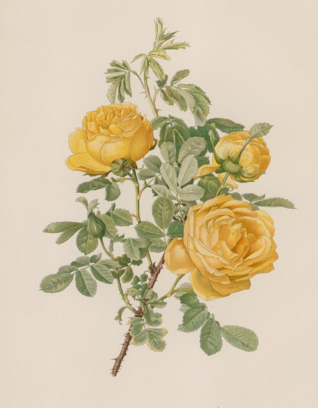 Rosa inglese da English School