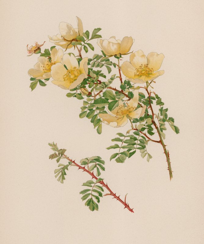 Rosa inglese da English School