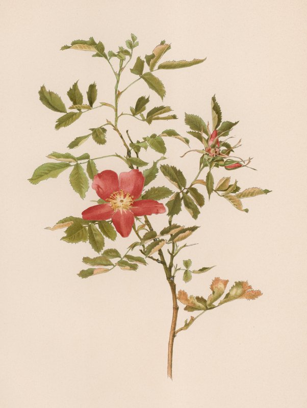 Rosa inglese da English School