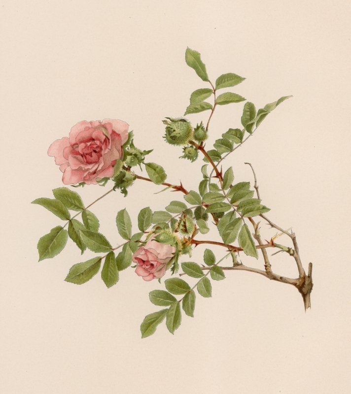 Rosa inglese da English School