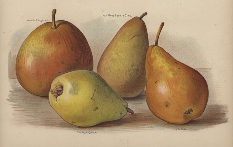 Gansels Bergamot, Van Mons Leon le Clerc, Cotogno del Portogallo, Durondeau da English School
