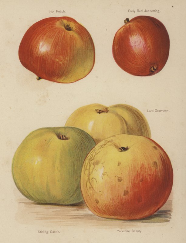 Irish Peach, Early Red Joanetting, Lord Grosvenor, Stirling Castle, Yorkshire Beauty da English School