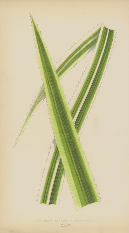 Pandanus Javanicus Variegatus da English School