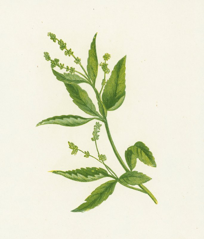 Mercurialis Perennis da English School
