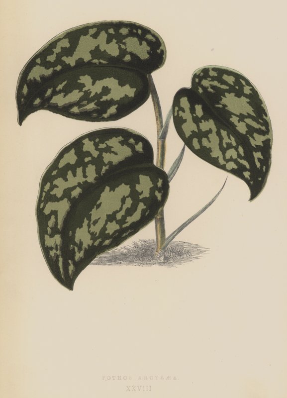 Pothos Argyraea da English School